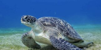 tortue luth Thaïlande