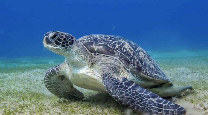 tortue luth Thaïlande