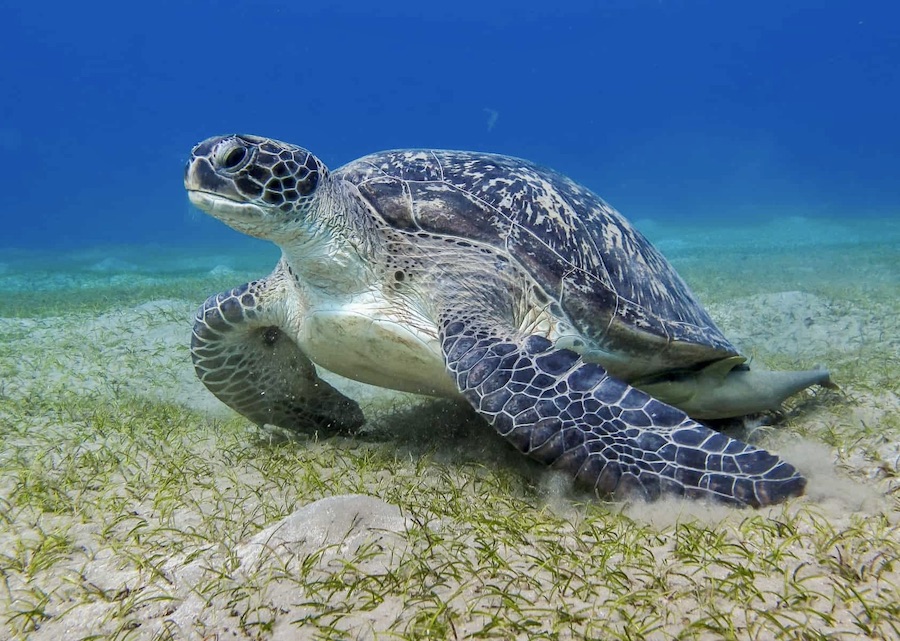 tortue luth Thaïlande