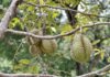 Durians