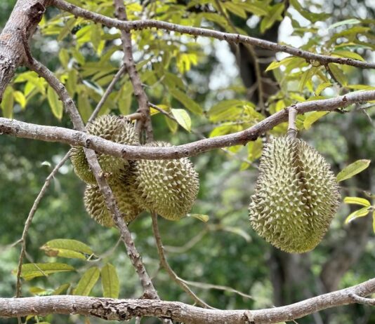 THAÏLANDE – EXPORTATION : Les exportations fruitières vers la Chine dopées par le rail Durians