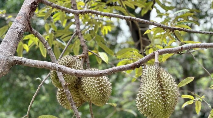 Durians