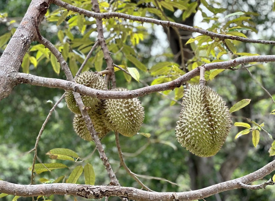 Durians