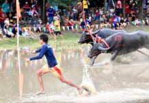 THAÏLANDE EXPRESS – ACTUALITÉS : Que retenir de l’actualité thaïlandaise du 31 juillet au 6 août ? buffles course Chonburi Thaïlande
