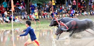 buffles course Chonburi Thaïlande