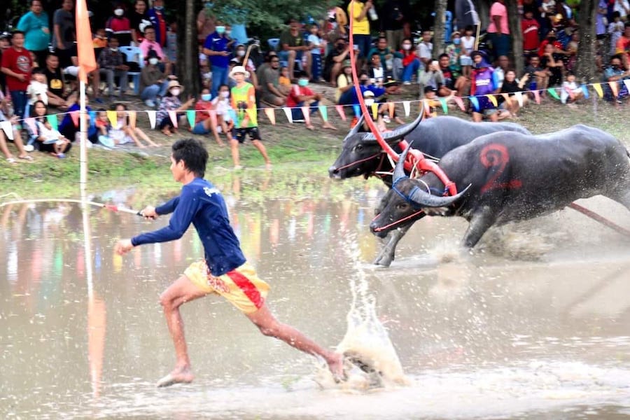 buffles course Chonburi Thaïlande