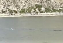 CHINE – DÉCOUVERTE : Un monstre du Loch Ness en version chinoise ? CHINE monstre sous-marin