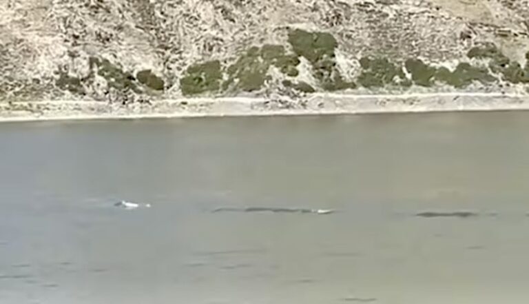 CHINE – DÉCOUVERTE : Un monstre du Loch Ness en version chinoise ?