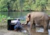 THAÏLANDE – FRANCE : Paul Barton, le pianiste français qui joue pour les éléphants aveugles Paul Barton éléphants