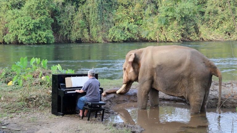THAÏLANDE – FRANCE : Paul Barton, le pianiste français qui joue pour les éléphants aveugles