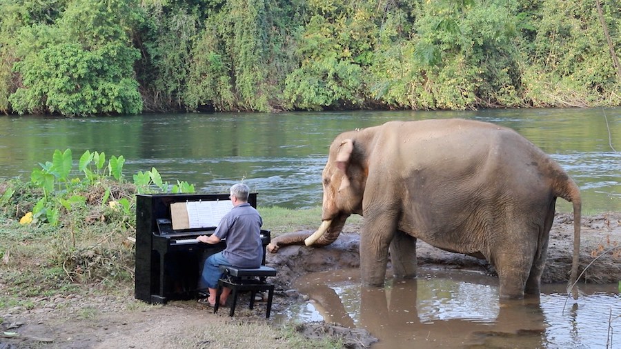 Paul Barton éléphants