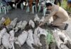 THAÏLANDE – SOCIÉTÉ : Plusieurs crocodiles sont toujours en liberté à Suphan Buri crocodiles Thaïlande
