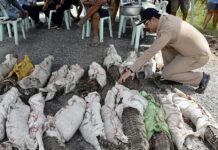 crocodiles Thaïlande