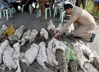 THAÏLANDE – SOCIÉTÉ : Plusieurs crocodiles sont toujours en liberté à Suphan Buri crocodiles Thaïlande