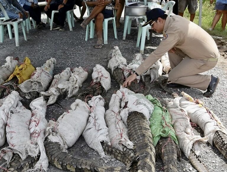 THAÏLANDE – SOCIÉTÉ : Plusieurs crocodiles sont toujours en liberté à Suphan Buri