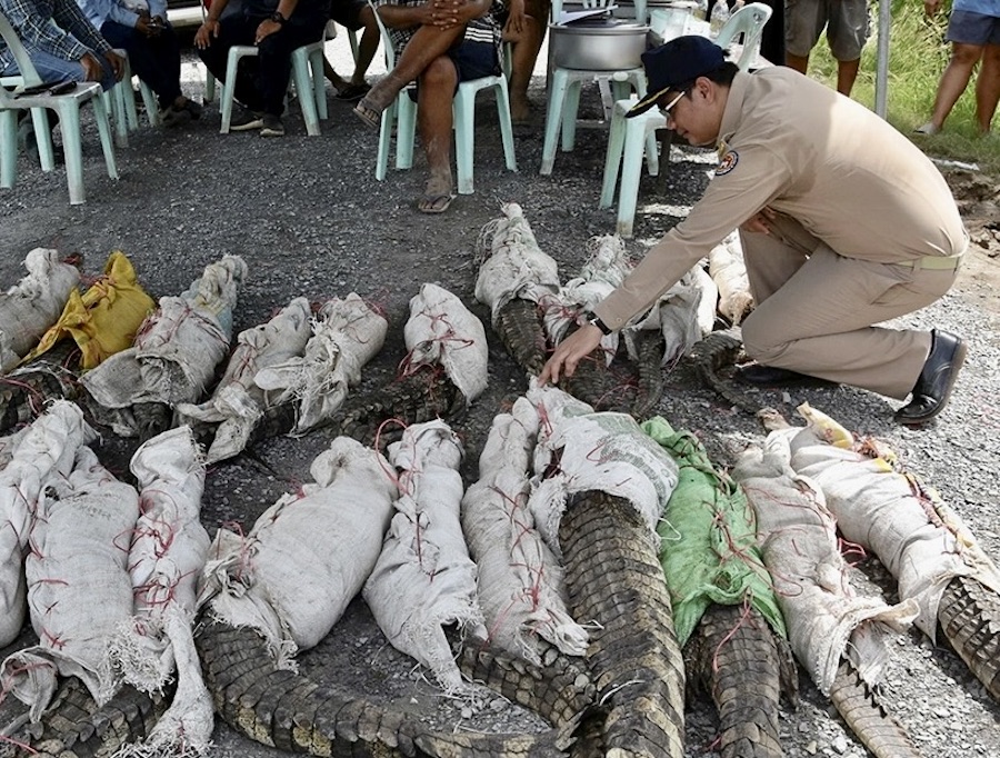crocodiles Thaïlande