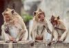 THAÏLANDE – SOCIÉTÉ : La station balnéaire de Hua Hin stérilise 300 singes singes Hua Hin