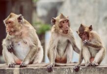 THAÏLANDE – SOCIÉTÉ : La station balnéaire de Hua Hin stérilise 300 singes singes Hua Hin