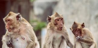 singes Hua Hin
