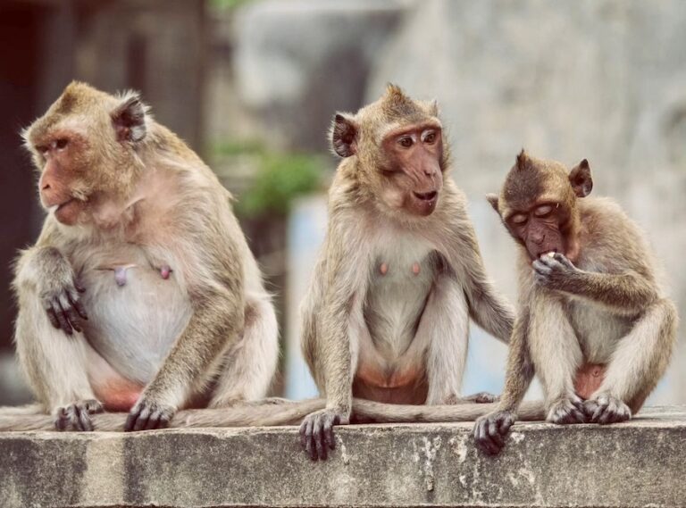 THAÏLANDE – SOCIÉTÉ : La station balnéaire de Hua Hin stérilise 300 singes