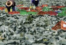 Travailleurs Thaïlandais à l'étranger