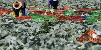 Travailleurs Thaïlandais à l'étranger
