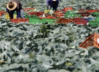 Travailleurs Thaïlandais à l'étranger