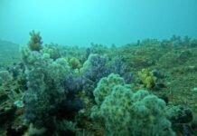 Corail Nha Trang Vietnam