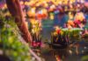 Loy Krathong