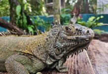 Iguane vert
