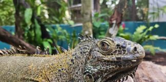Iguane vert