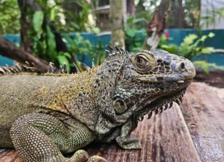 THAÏLANDE – FAUNE SAUVAGE : Les importations d’iguanes sont suspendues Iguane vert