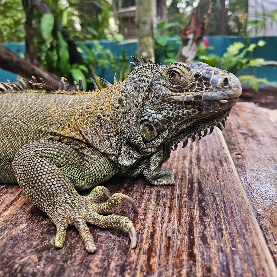 Iguane vert