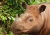 rhinocéros de Sumatra