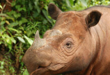 rhinocéros de Sumatra
