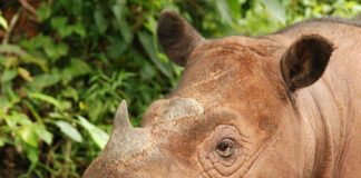 rhinocéros de Sumatra