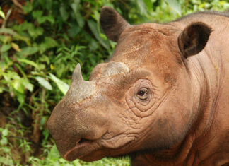 INDONÉSIE – FAUNE : Naissance d’un Rhinocéros de Sumatra rhinocéros de Sumatra