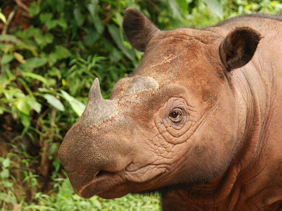 rhinocéros de Sumatra