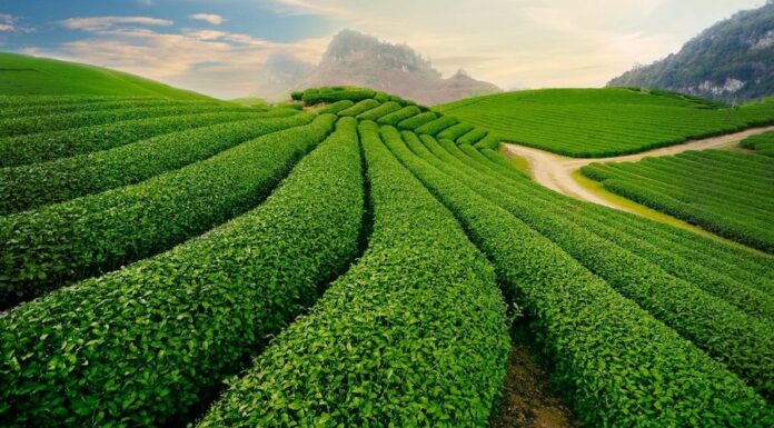 VIETNAM EXPRESS – ACTUALITÉS : Que retenir de l’actualité au Vietnam du 18 au 24 décembre ? Môc Châu plantation de thé