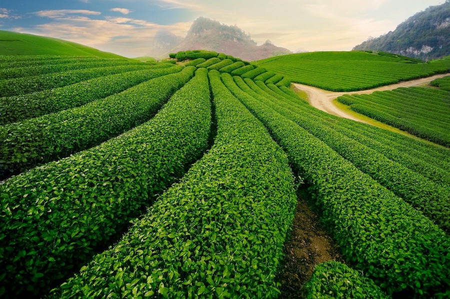 Môc Châu plantation de thé