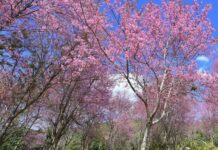 Thai sakura fleurs