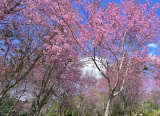 Thai sakura fleurs