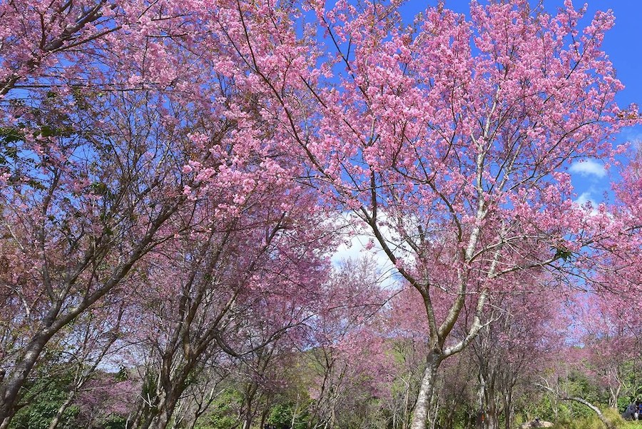 Thai sakura fleurs