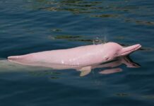 Dauphin rose Cambodge