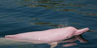 Dauphin rose Cambodge