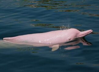Dauphin rose Cambodge