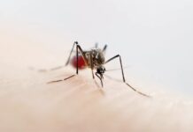 moustique dengue