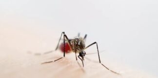 moustique dengue