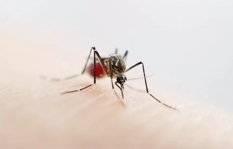 THAÏLANDE – SANTÉ :  Plus de 120 000 cas de dengue enregistrés au cours des 11 derniers mois