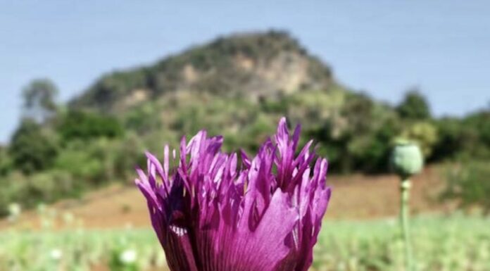 BIRMANIE – SOCIÉTÉ : Le New York Times décrit l’emprise du crime organisé dans le pays opium Birmanie